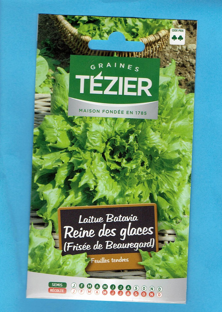 Tézier  graine  Laitue Batavia - Reine des Glaces ( frisée de Beauregard)