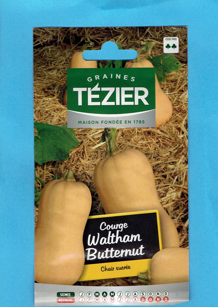 Tézier  graine  Courge Butternutt Waltham - série 2