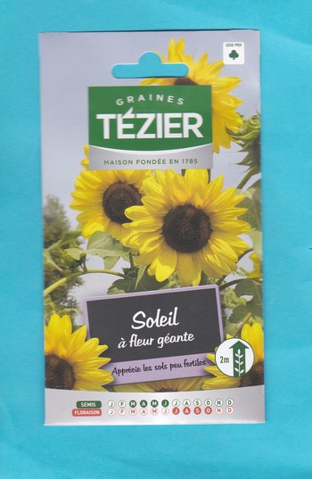 Gondian graine Tournesol Soleil Fleur Géante 1*