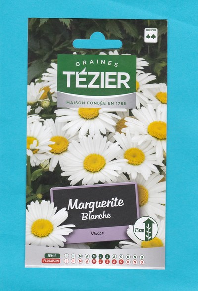 Tézier graine Grande Marguerite 2* blanche