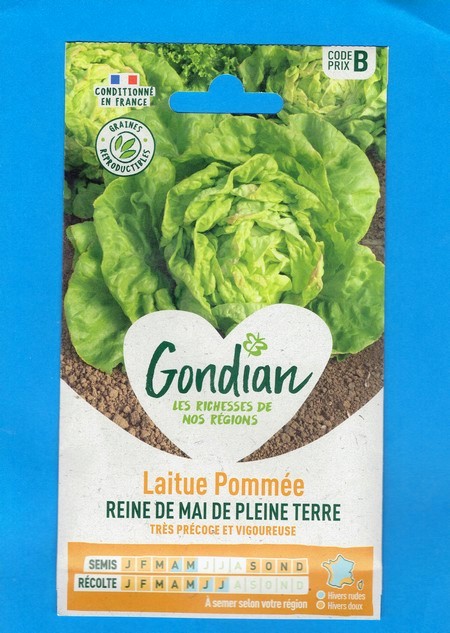 Gondian graine Laitue Pommée Reine de Mai 4g