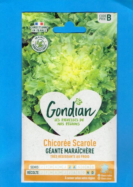 Gondian graine Chicorée Scarole Géante Maraîchère 5g